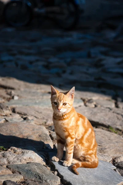 Kırmızı tekir sokak kedi Stok Fotoğraf