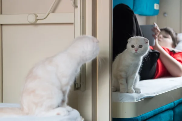 Kattungen ser i spegeln på ett tåg fack — Stockfoto