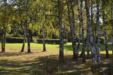 Erken sonbaharda Birch Grove güneşli