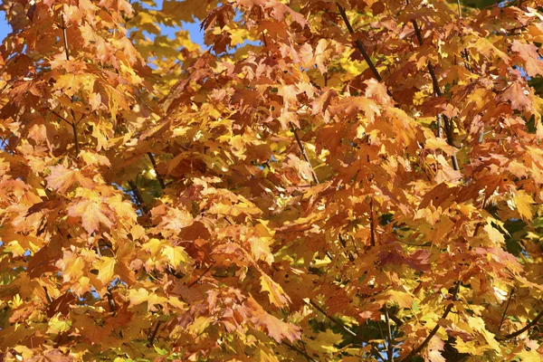 Belle foglie d'acero autunnale nella giornata di sole — Foto Stock