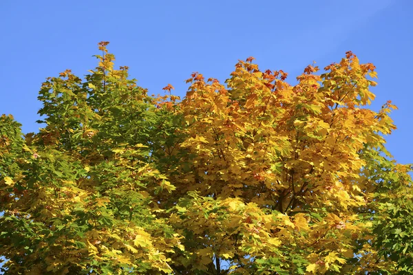 Belle foglie d'acero autunnale nella giornata di sole — Foto Stock