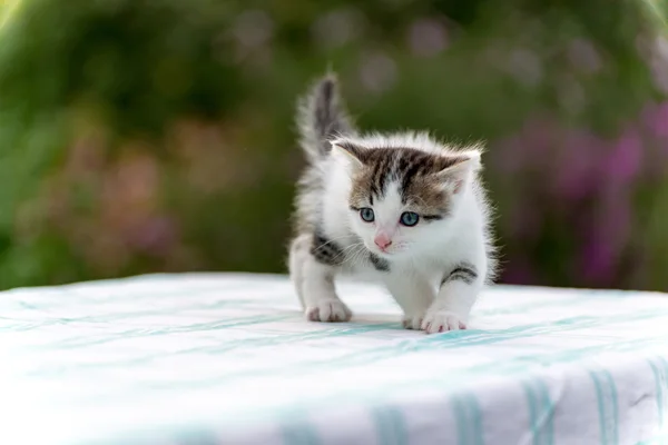 Gatito manchado de pie sobre la mesa en el jardín — Foto de Stock