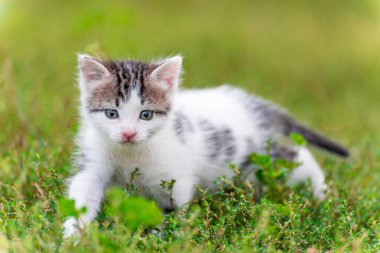 Benekli kedi yavrusu yürüyüş çim Bahçe