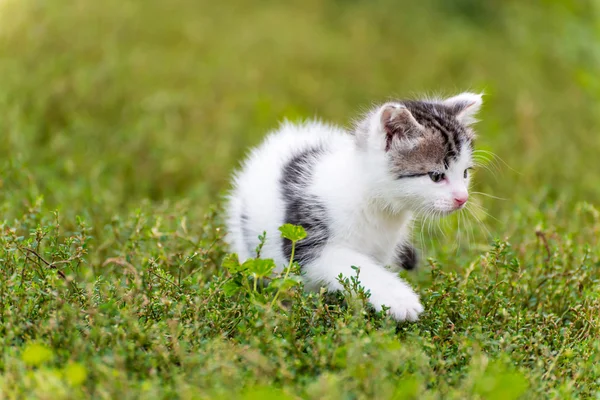 Gattino maculato passeggiata nell'erba in giardino — Foto Stock