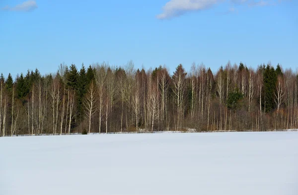 Зимовий змішаний ліс хвойних і листяних дерев — стокове фото