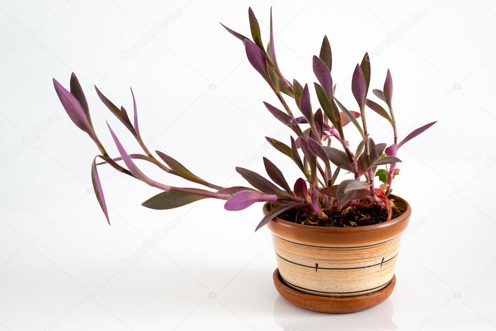 Tradescantia in pot on a light background