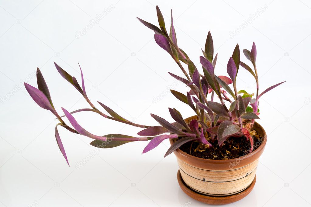Tradescantia in pot on a light background