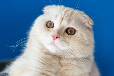 İskoç Fold kedi portresi yukarı bakıyor