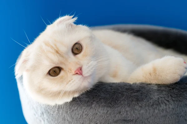 Scottish Fold gatito acostado en el sofá — Foto de Stock