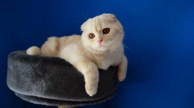 İskoç Fold yavru kedi kanepede yalan