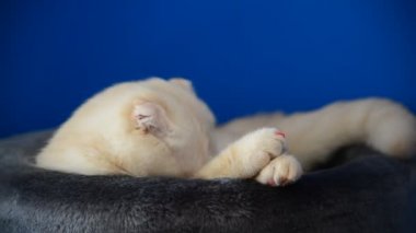 İskoç Fold yavru kedi yatan kanepe ve kürk yalıyor