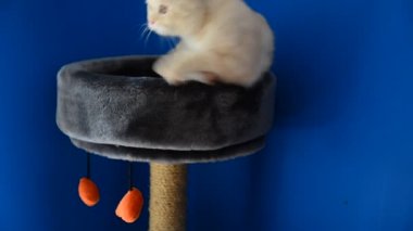 İskoç Fold yavru kedi kanepede yazı tırmalamak ile yalan