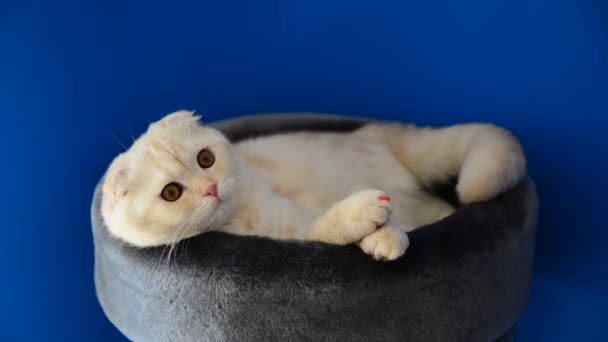 Scozzese Piegare gattino sdraiato sul divano — Video Stock