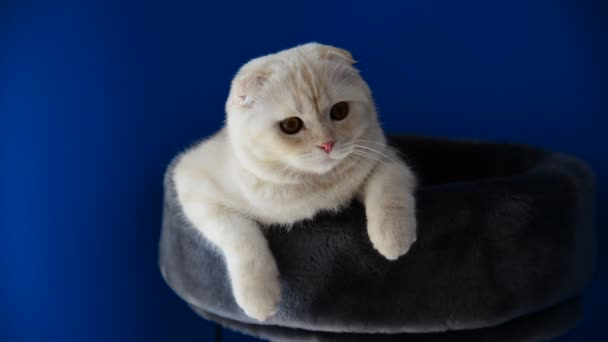 İskoç Fold yavru kedi kanepede yalan — Stok video