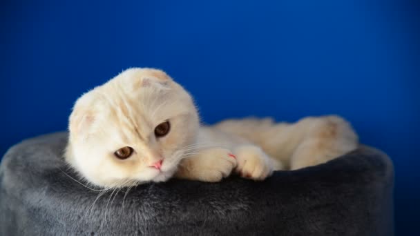Escocês Dobre gatinho deitado no sofá e lambe a pele — Vídeo de Stock