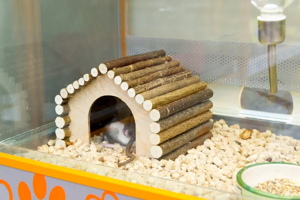 Moscú, Rusia - Abril 16.2016. Las ratas en casa en la tienda de mascotas Cuatro patas — Foto de Stock