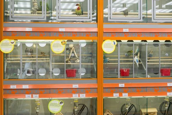 Moscow, Russia - April 16.2016. The rats and birds in Four paws pet store — Stock Photo, Image