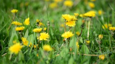 Bahar sarı dandelions Breeze