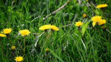 Bahar sarı dandelions Breeze