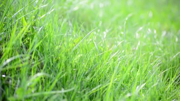 Hierba de primavera brillante en el viento — Vídeo de stock