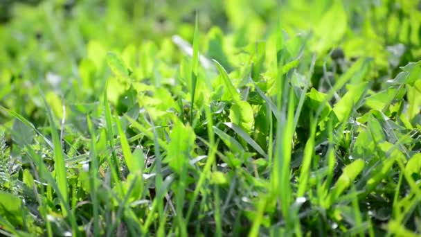 Bright spring grass in  wind — Stock Video