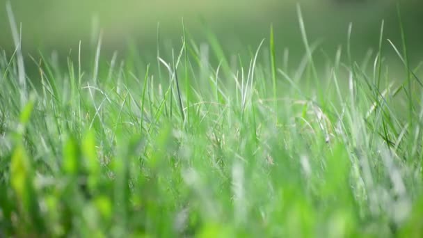 herbe vive de printemps dans le vent 