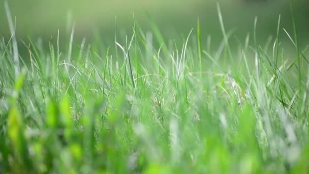 Hierba de primavera brillante en el viento — Vídeo de stock