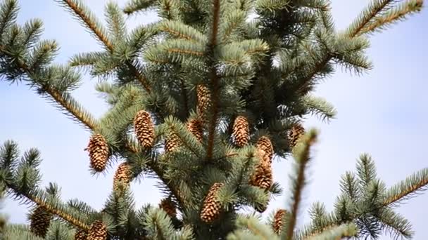 The top of  large blue spruce cones — Stock Video