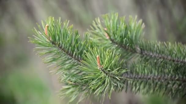 Pine tak met de jonge toppen — Stockvideo