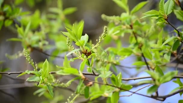 Brush is not full-blown bird cherry in the early spring — Stock Video