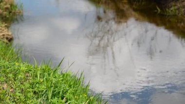 Yaz gününde küçük nehir