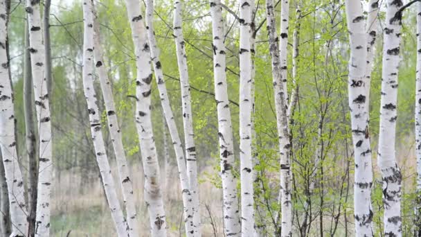 Tronchi di betulle giovani nella primavera — Video Stock