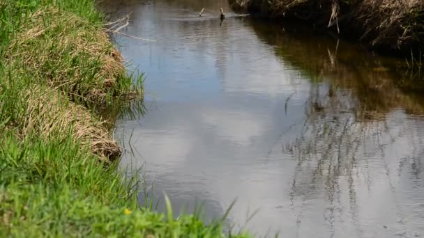 Little River on  summer day — Stock Video