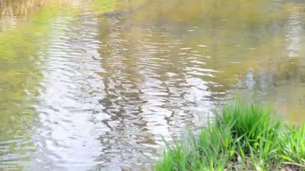 Little River il giorno d'estate — Video Stock