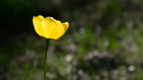 Один жовтий тюльпан у бризі — стокове відео