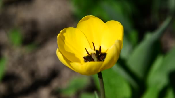 Один желтый тюльпан на ветру — стоковое видео
