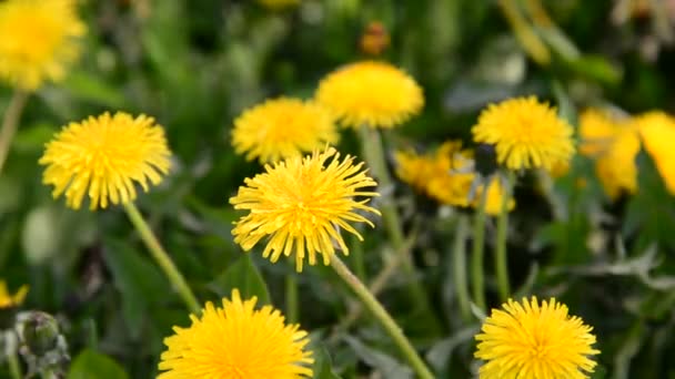 Glade van gele paardebloemen in de wind — Stockvideo