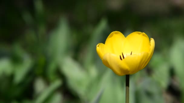 Een gele tulp in wind — Stockvideo