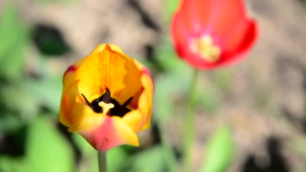 Tulipán rosa y amarillo en brisa — Vídeo de stock