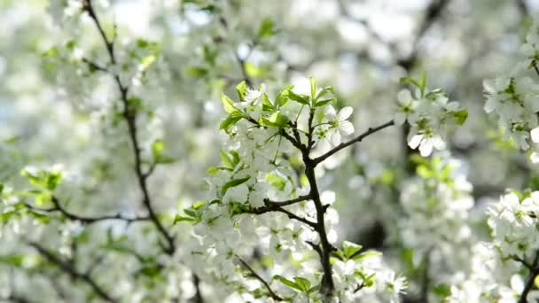 Os ramos de flores de cereja de primavera — Vídeo de Stock