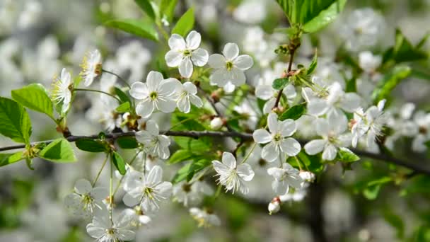 Las ramas de la primavera flores de cerezo — Vídeo de stock