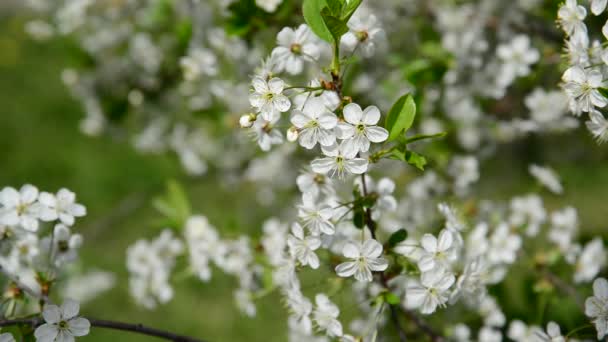 Primavera fiori di ciliegio primo piano — Video Stock