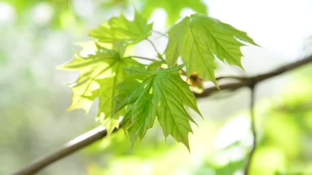 Young maple leaves in spring — Stock Video