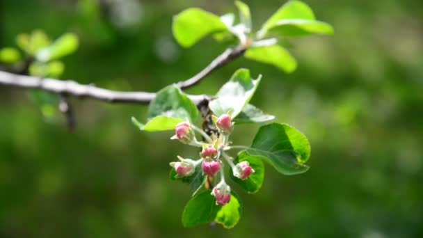 Tight buds on apple tree in spring — Stock Video