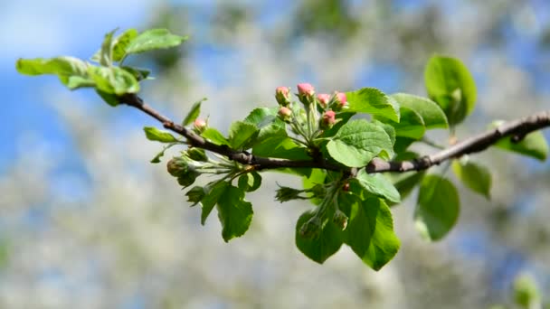 Brotes apretados en el manzano en primavera — Vídeos de Stock
