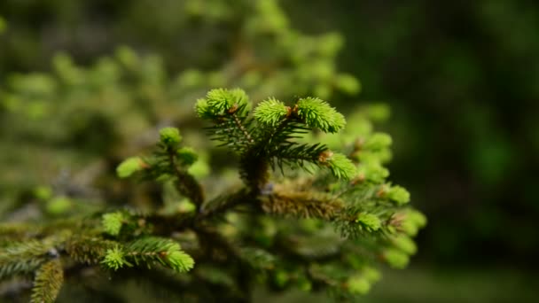 Fir tree in early spring with young needles — Stock Video