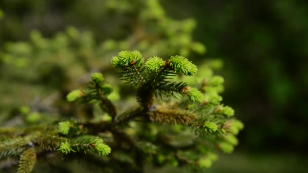 Sapin au début du printemps avec de jeunes aiguilles — Video