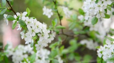 Baharda çiçek açan erik ağacı