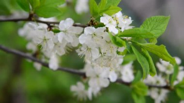 Erik ağacı bahar üzerinde büyük çiçek