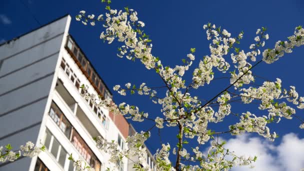 多階建ての家の背景と桜の花 — ストック動画